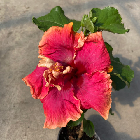 Hibiscus rosa-sinensis 'Cajun Welcome' 