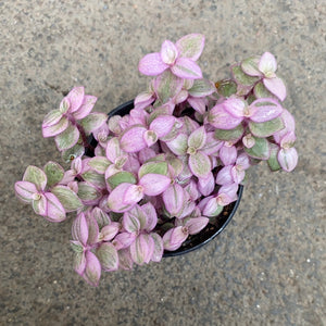 Open image in slideshow, Callisia repens 'Pink lady
