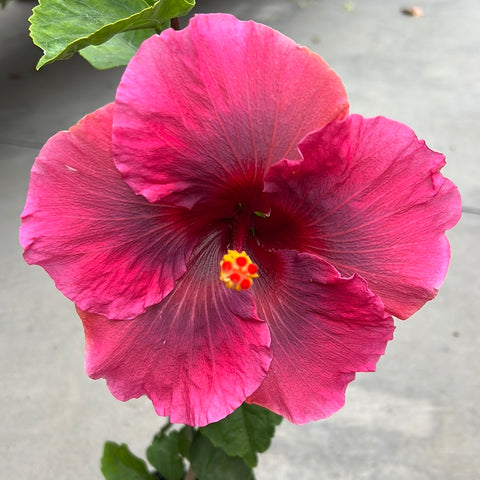 Hibiscus rosa-sinensis 'Handsome Ty 