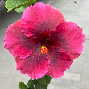 Open image in slideshow, Hibiscus rosa-sinensis 'Handsome Ty
