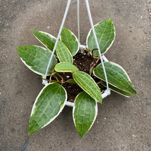 Hoya latifolia albomarginata