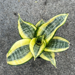 Open image in slideshow, Sansevieria hahnii f. variegata
