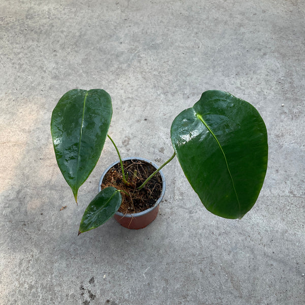 anthurium peltigerum care Anthurium peltigerum | Tropical