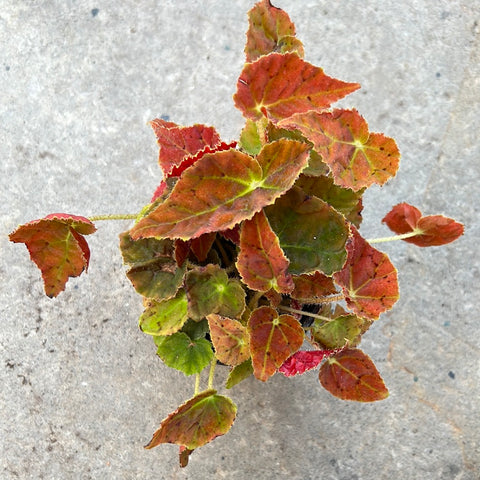 Begonia 'Autumn Amber'