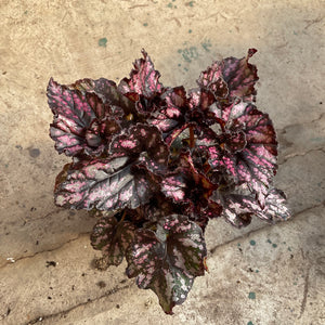 Open image in slideshow, Begonia rex 'Cumbia
