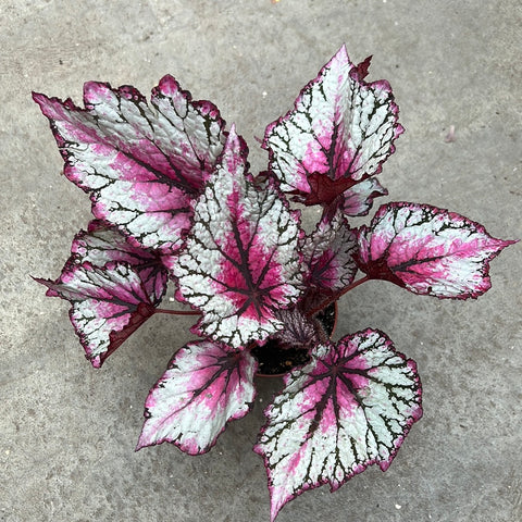 Begonia rex 'Pink splash'
