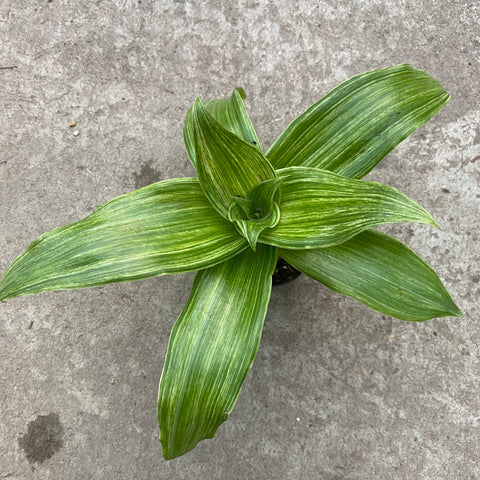 Callisia fragrans f. variegata