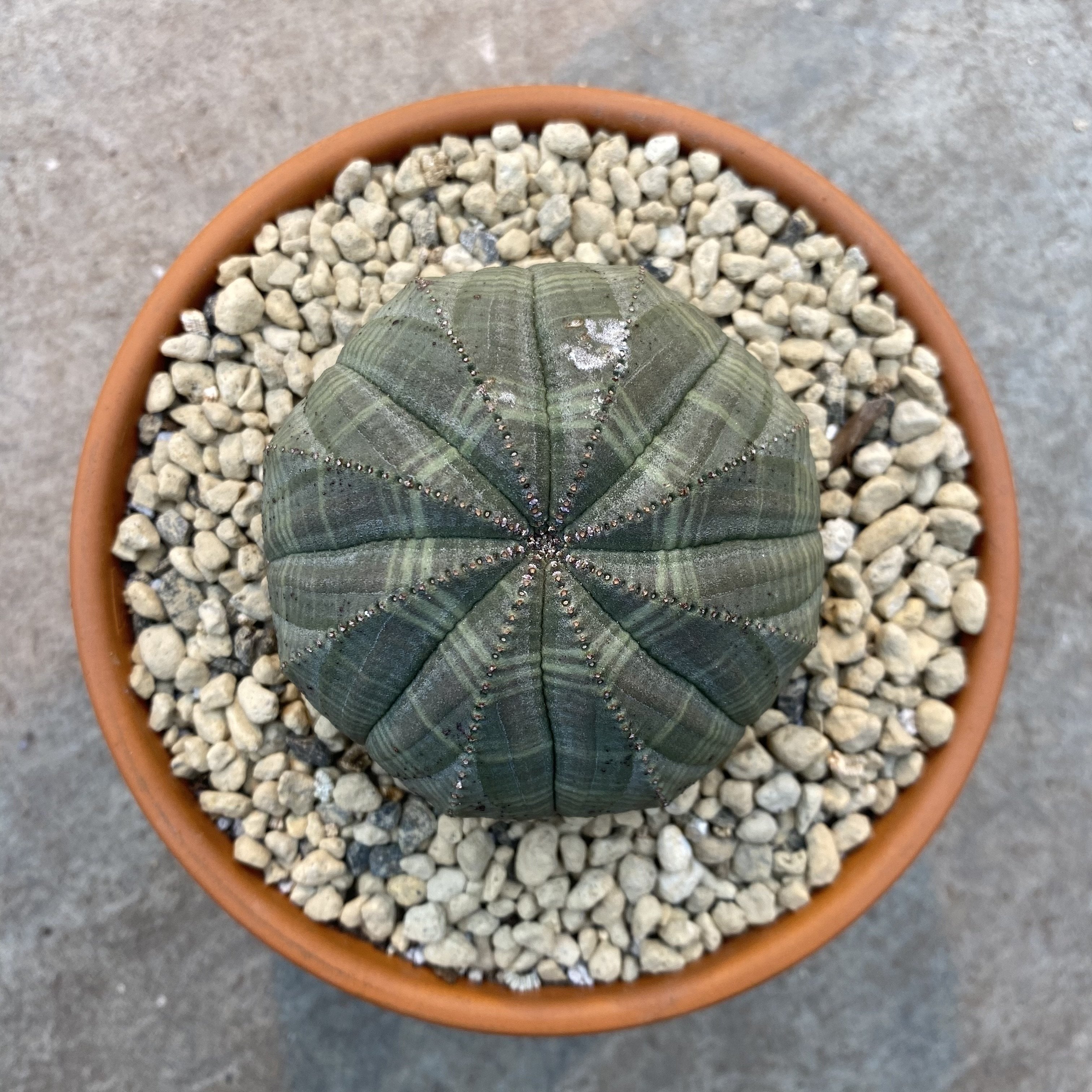 Euphorbia Obesa Gros