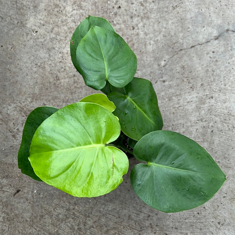 monstera plante Monstera deliciosa – Serres Lavoie