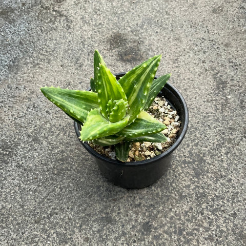 Aloe mitriformis f. variegata