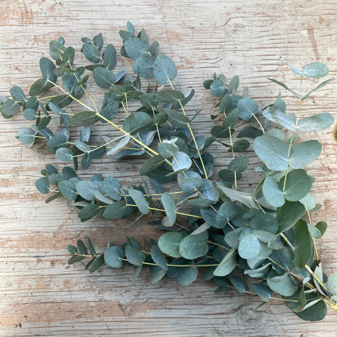 Bouquet of Eucalyptus 'Opulus'