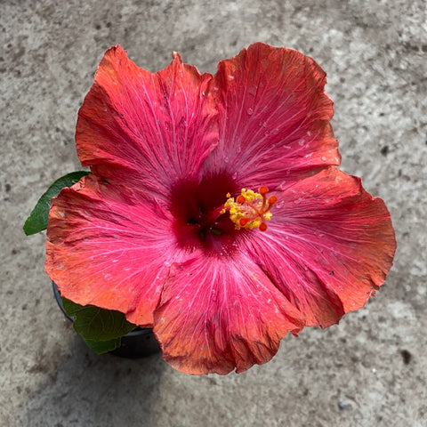 Hibiscus rosa-sinensis 'Cajun Maiden' 