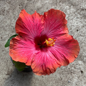 Ouvrir l&#39;image dans le diaporama, Hibiscus rosa-sinensis &#39;Cajun Maiden&#39;
