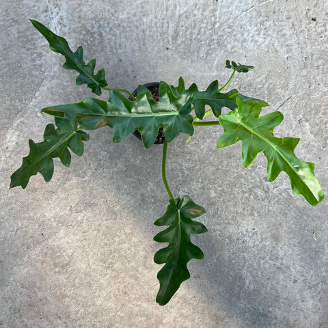 philodendron bob cee price Philodendron 'Bob Cee' | Plants