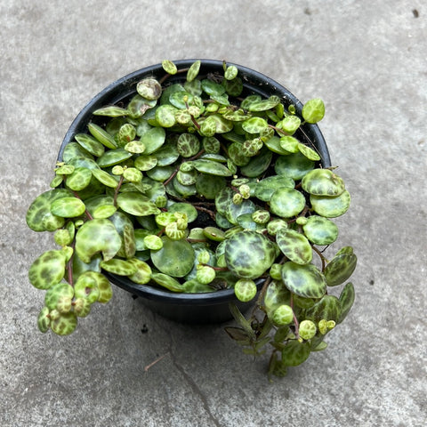 jade necklace plant peperomia Peperomia prostrata – Serres Lavoie