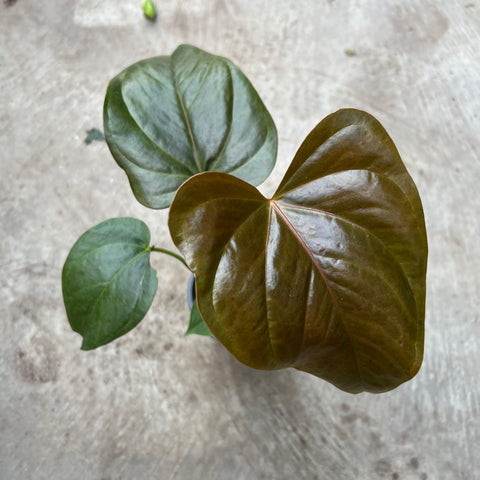 Anthurium red leaf
