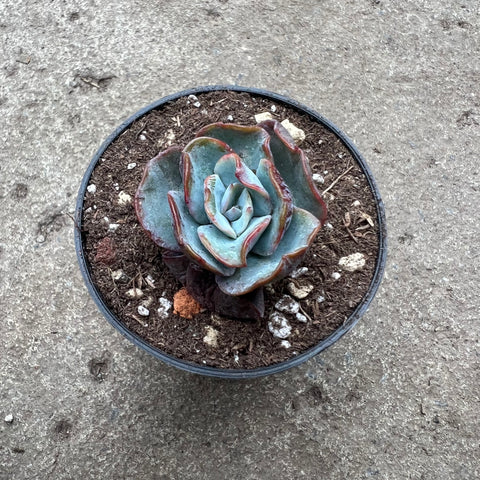 Echeveria barkeley light