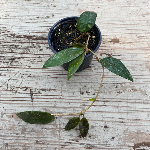 Hoya caudata 'Sumatra 