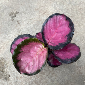 Open image in slideshow, Calathea purple rose
