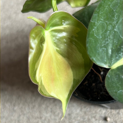 philodendron cream splash canada Philodendron hederaceum 'Cream splash' – Serres Lavoie