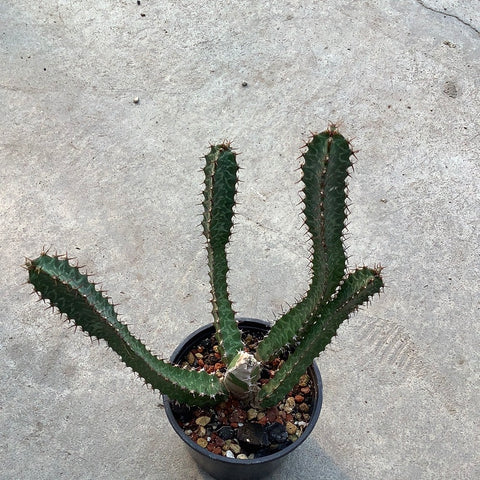 Euphorbia quadrialata