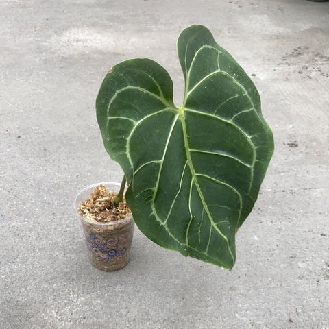 anthurium regale humidity Anthurium regale | Tropical