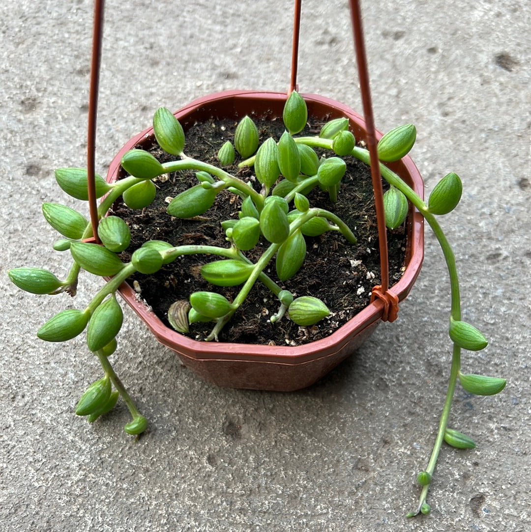 Senecio herreianus 'Melon d'eau' Serres Lavoie