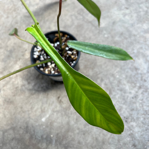 philodendron joepii juvenile Philodendron 'Joepii' | Plants