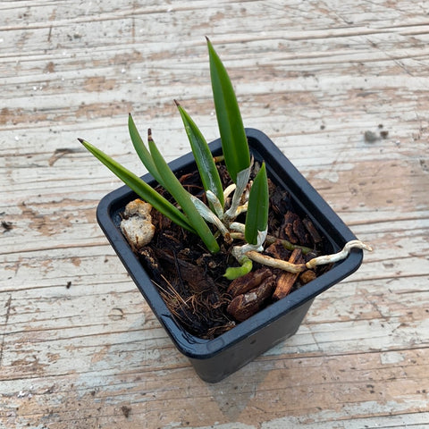 Brassavola nodosa