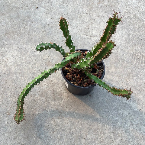 Euphorbia vandermerwei