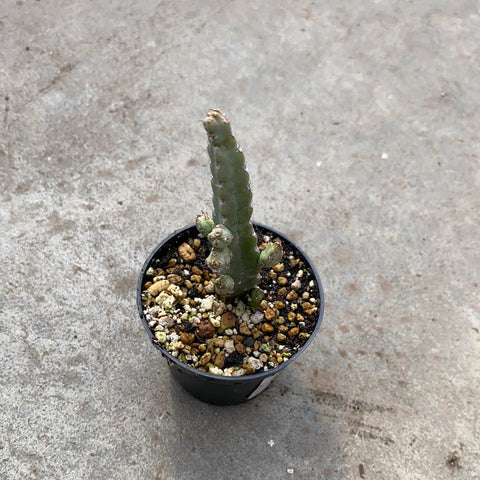 Euphorbia debilispina 