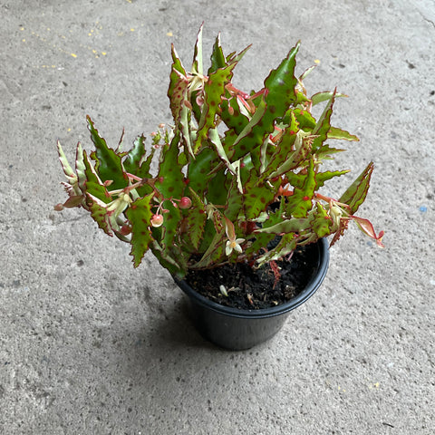 Begonia amphioxus 