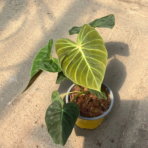 philodendron verrucosum soil Philodendron verrucosum 'Dark' – Serres Lavoie