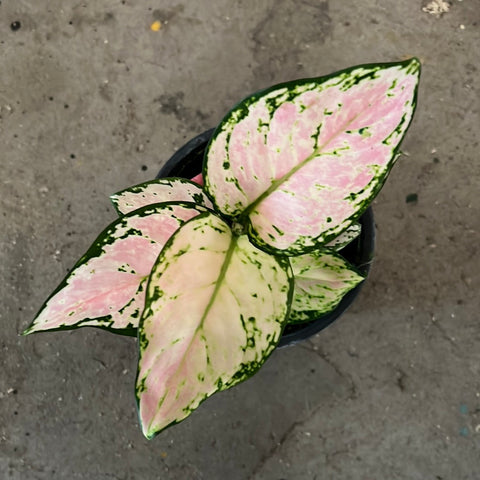 Aglaonema 'Lucky red'
