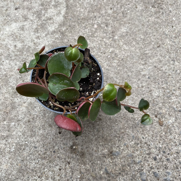 Peperomia Ruby Cascade