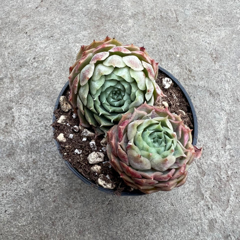 red hole succulent Echeveria 'Red Hole' | Succulents