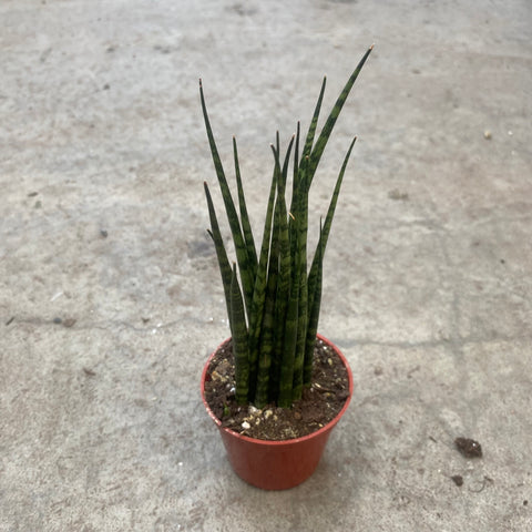 sansevieria fernwood soil Sansevieria fernwood cv. Mikado – Serres Lavoie