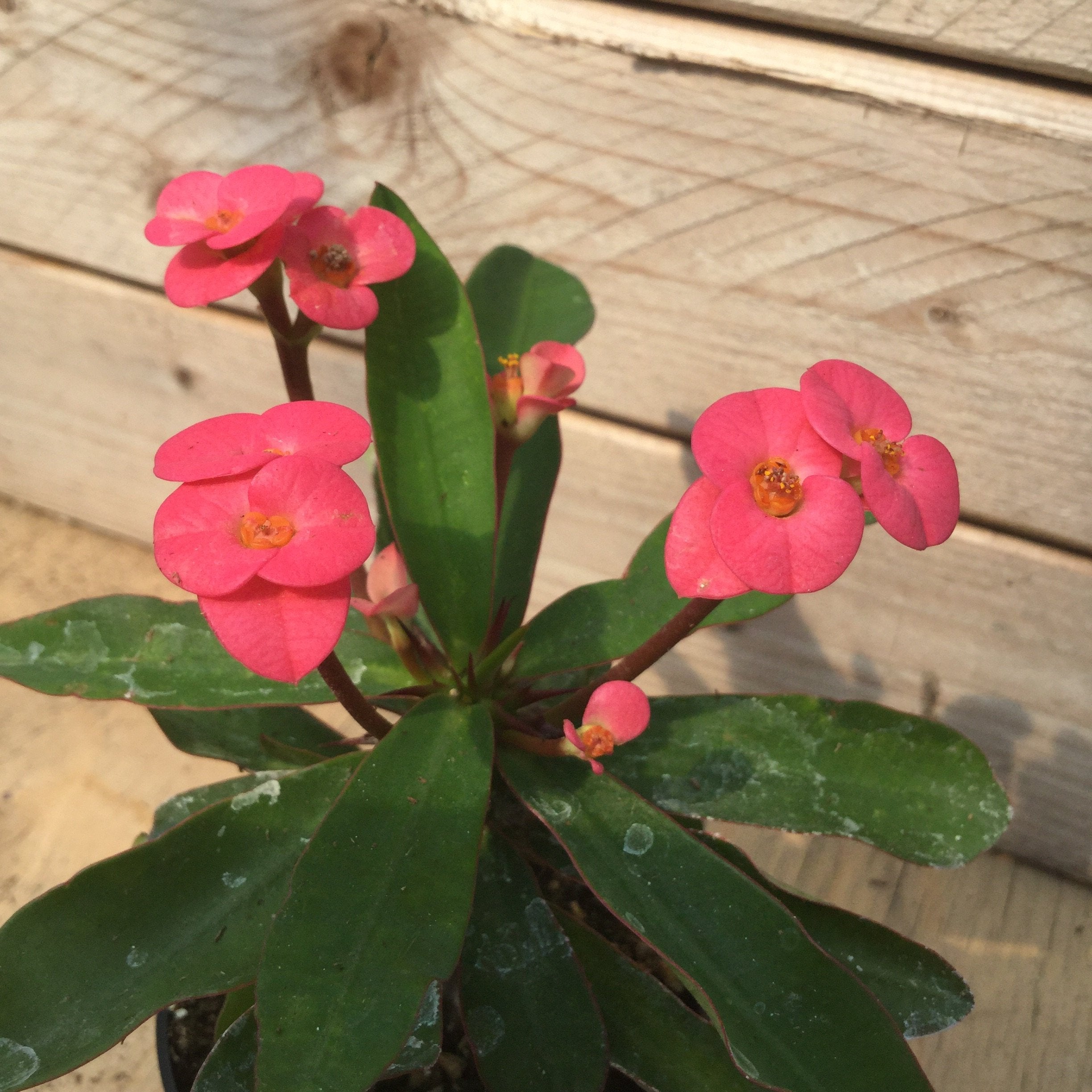 Euphorbia Milii Rose