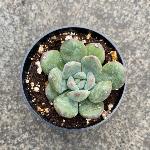 morning dew succulent Echeveria 'Morning dew' | Succulents