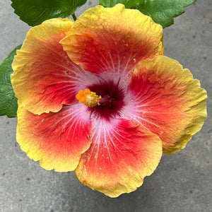 Ouvrir l&#39;image dans le diaporama, Hibiscus rosa-sinensis &#39;Acapulco Gold&#39;
