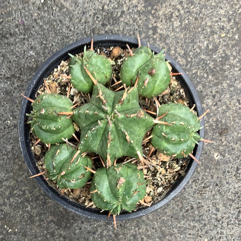 Euphorbia meloformis