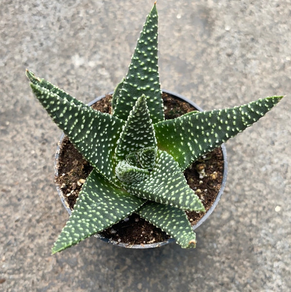 royal highness succulent Gasterhaworthia 'Royal Highness' – Serres Lavoie