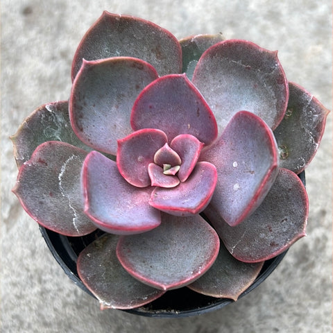 red sky succulent Echeveria Red sky | Succulents