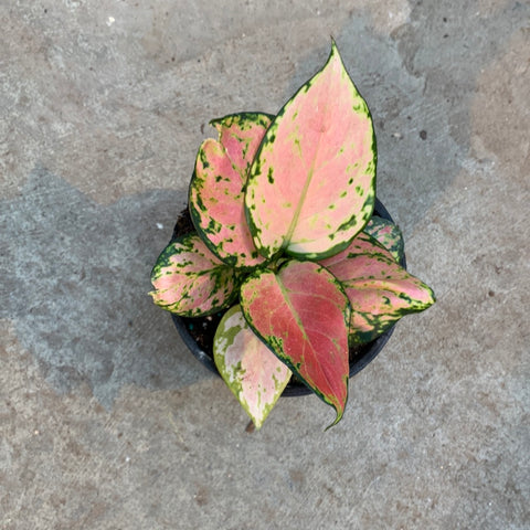 aglaonema pink wishes Aglaonema 'Wishes' | Tropical