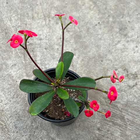 Euphorbia milii 'Gundula'