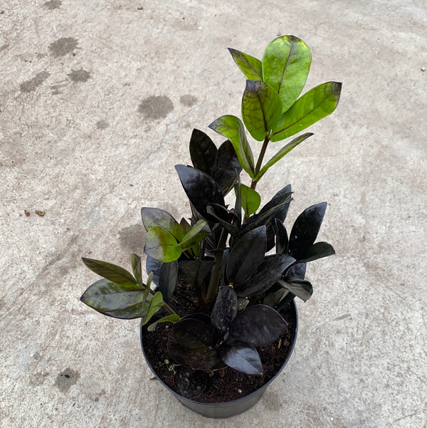 Zamioculcas zamiifolia cv. 'Raven'