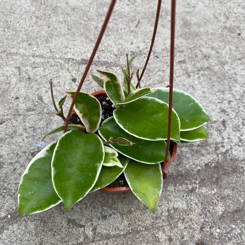 Hoya carnosa cv. Krimson Queen 