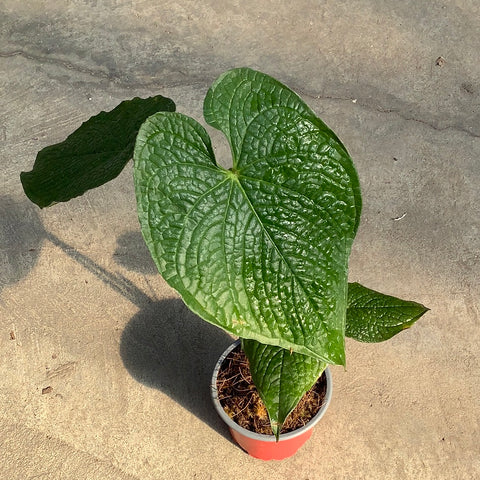 anthurium rugulosum care Anthurium rugulosum | Tropical
