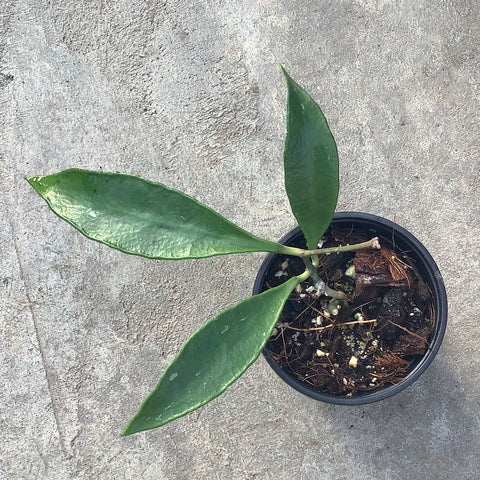 Hoya kloppenburgii 'long leaves'