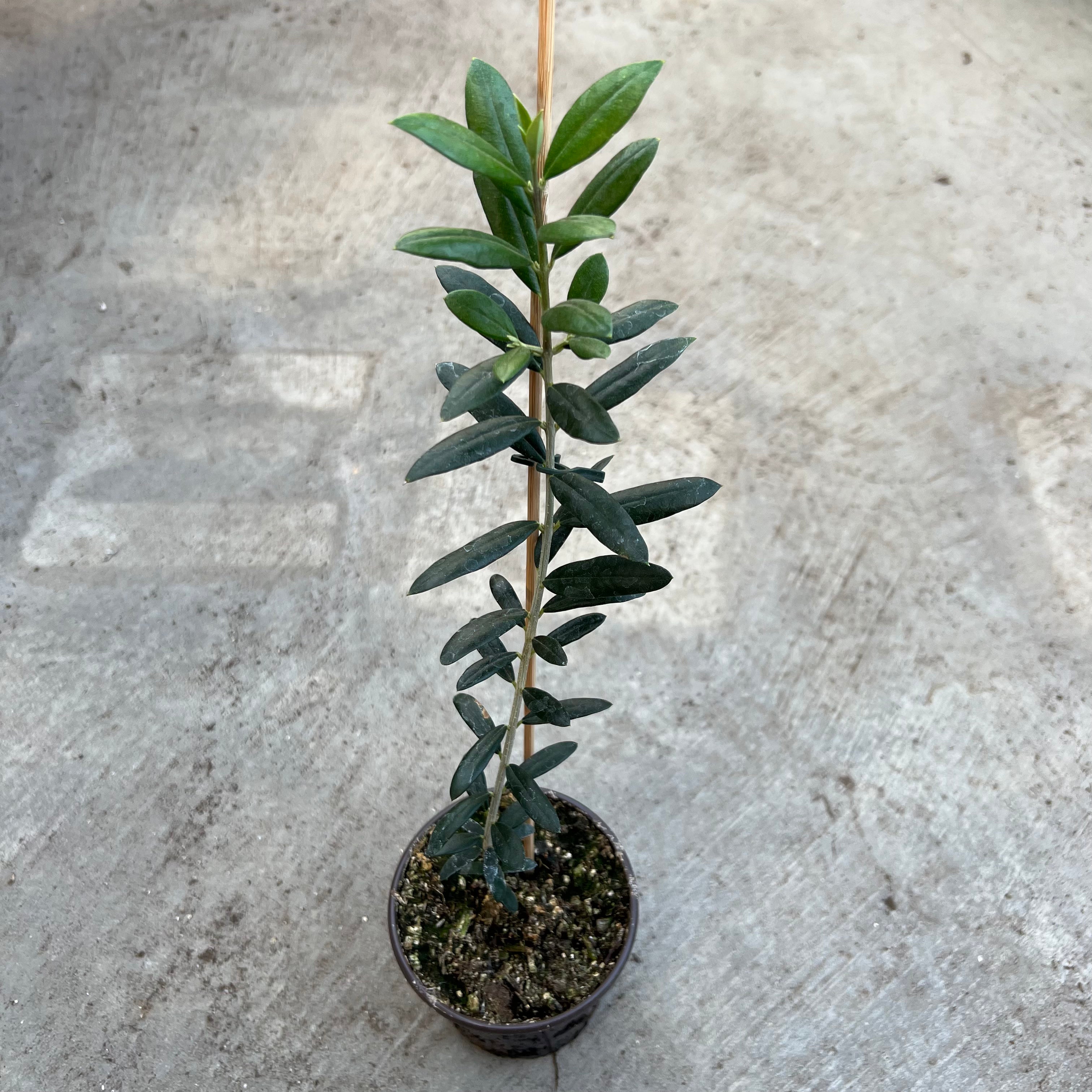 Olea europaea 'Arbequina' (Olive tree)